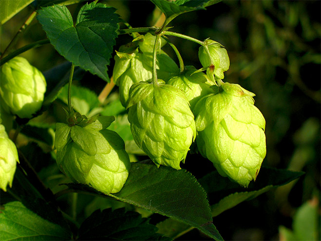 icon Ingrediënten uit de Natuur