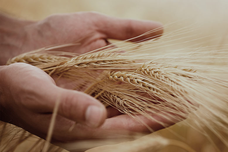 Barley malt